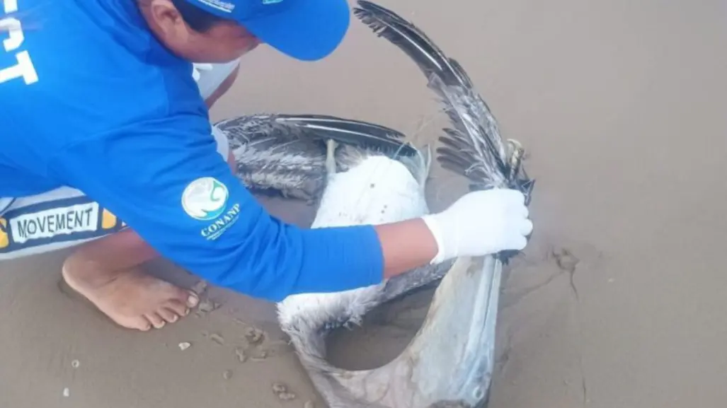 Activistas en alerta por pelícanos muertos en Playa Bagdad