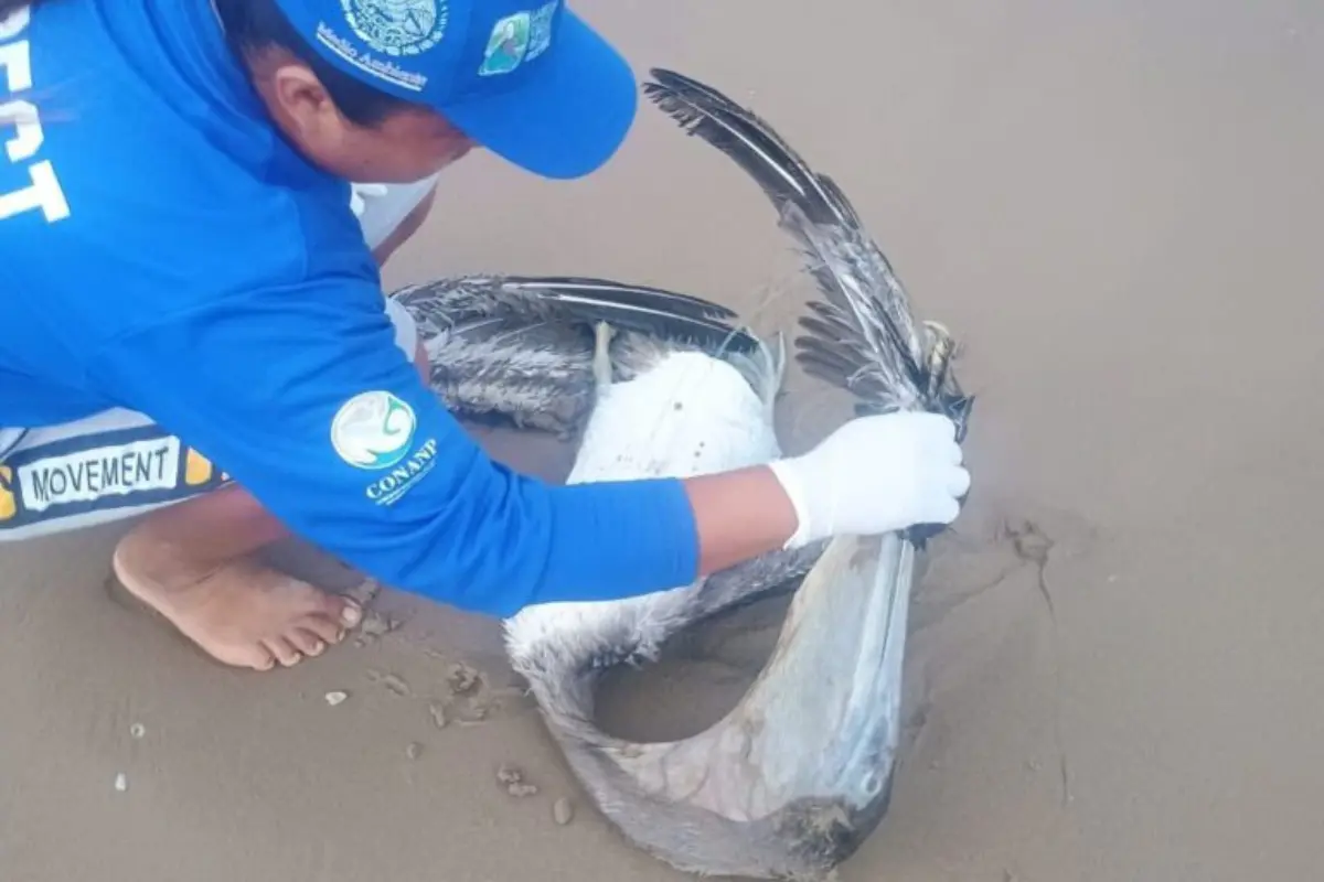 Activistas en alerta por pelicanos muertos en Playa Bagdag
