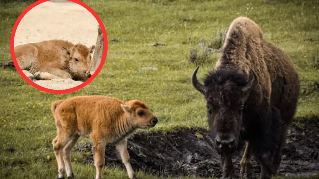 Nace bebé bisonte en el zoológico de Nuevo Laredo