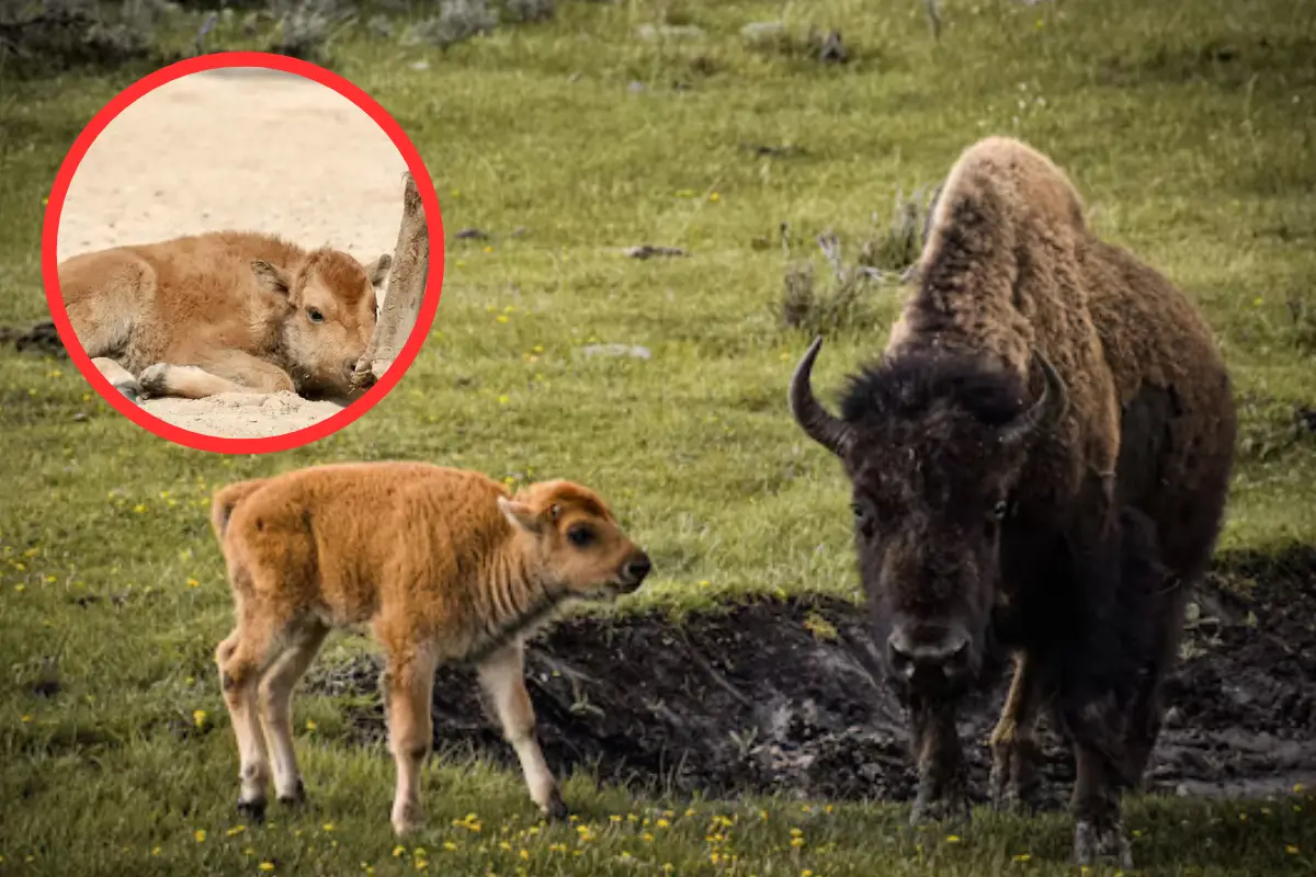 Descubre el emocionante nacimiento de un bebé bisonte en el zoológico de Nuevo Laredo