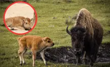Nace bebé bisonte en el zoológico de Nuevo Laredo