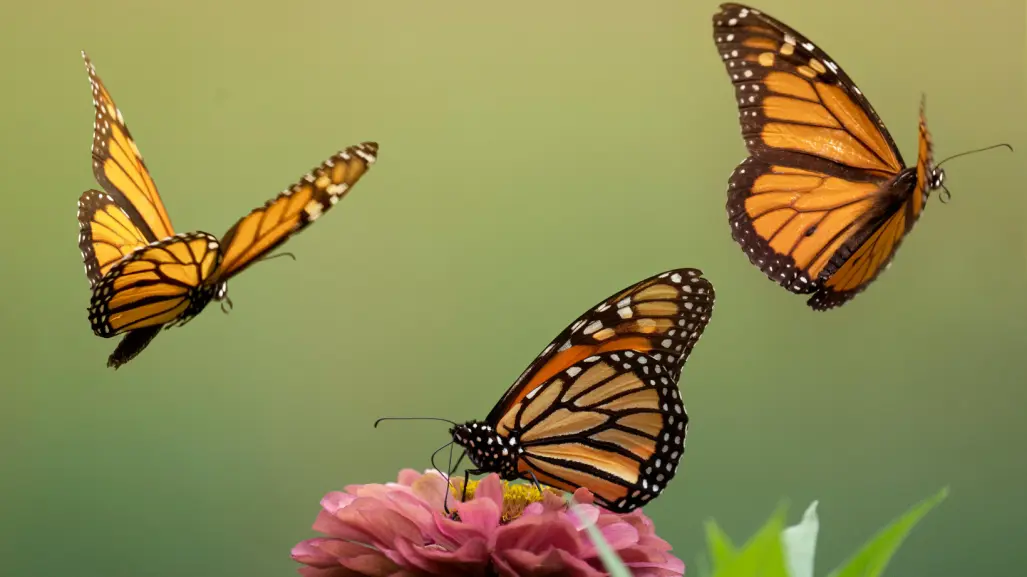 La mariposa monarca: el espectáculo natural que solo ocurre en Michoacán