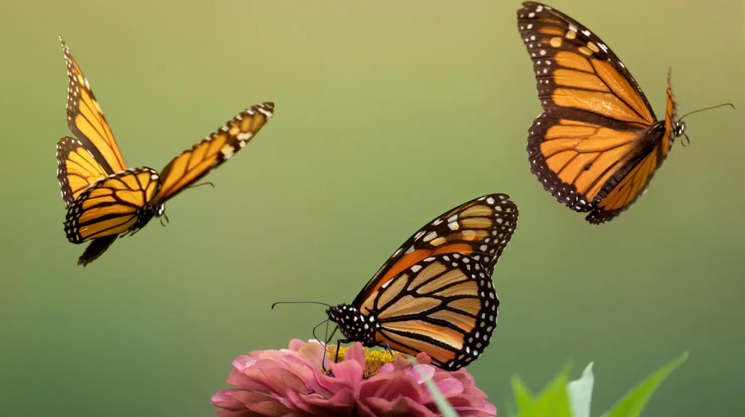La mariposa monarca: el espectáculo natural que solo ocurre en Michoacán. Foto: Canva.