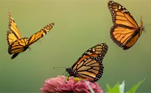 La mariposa monarca: el espectáculo natural que solo ocurre en Michoacán