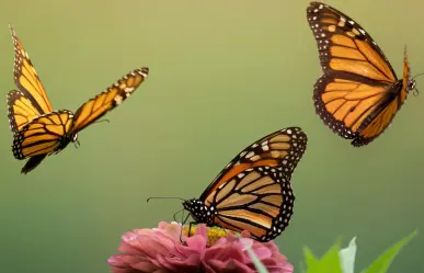 La mariposa monarca: el espectáculo natural que solo ocurre en Michoacán