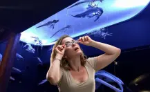 Museo de la Ballena en La Paz, el orgullo de BCS que es referente nacional
