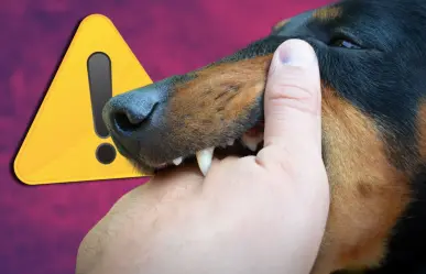 Crece el riesgo de rabia en Coahuila por aumento de animales callejeros 
