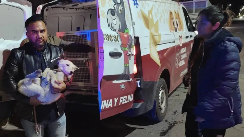 FOTOS | Perritos son rescatados en Ixtapaluca tras presunto caso de zoofilia por parte de un menor