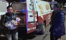 FOTOS | Perritos son rescatados en Ixtapaluca tras presunto caso de zoofilia por parte de un menor