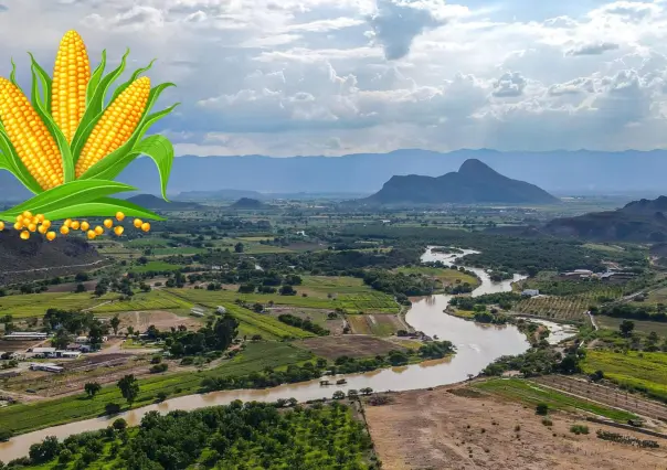 3 tipos de cultivo que son prósperos en las márgenes del río Nazas