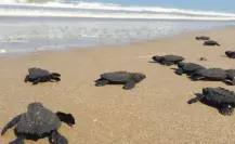 Por esta razón se encuentra amenazada la tortuga Lora en Playa Tesoro
