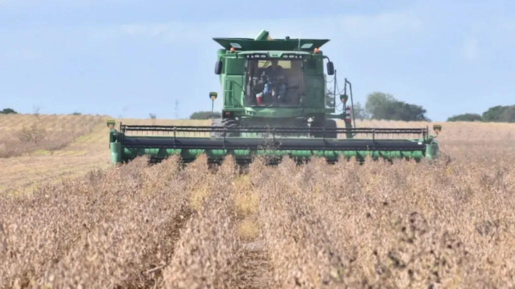 Peligran siembras de sorgo y maíz en Tamaulipas por falta de recursos económicos