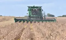 Peligran siembras de sorgo y maíz en Tamaulipas por falta de recursos económicos