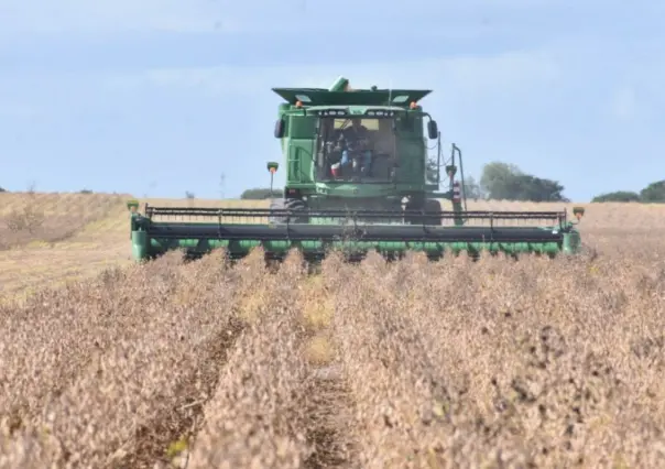 Peligran siembras de sorgo y maíz en Tamaulipas por falta de recursos económicos