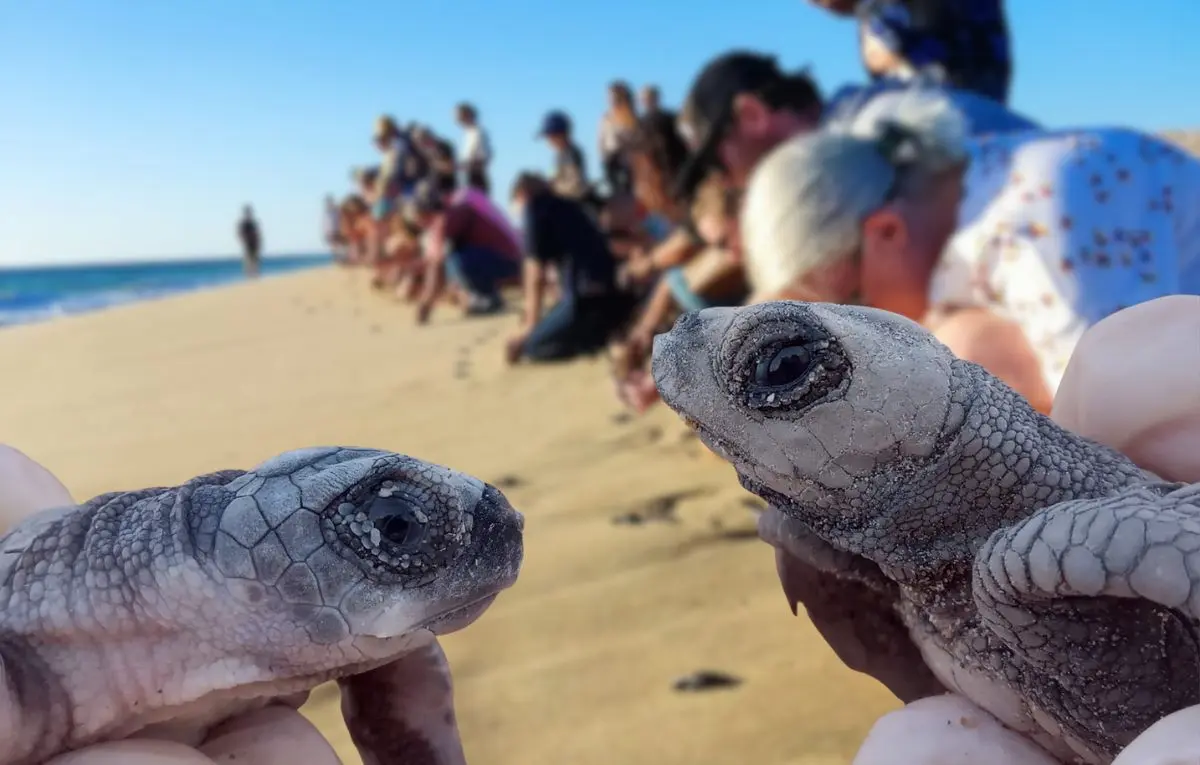 Foto: Facebook / Grupo Tortuguero de Todos Santos A.C.