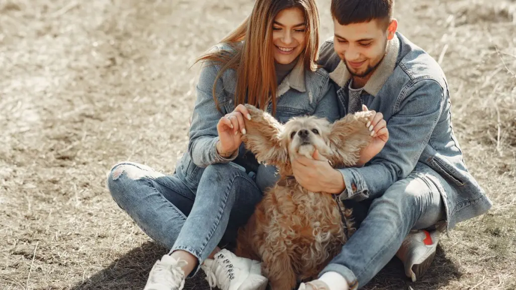 CDMX aprueba custodia compartida de mascotas en divorcios para garantizar sus derechos