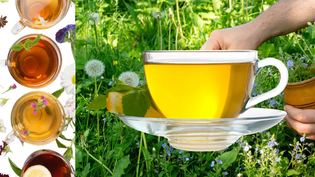 Esta planta comestible limpia los riñones y combate el hígado graso