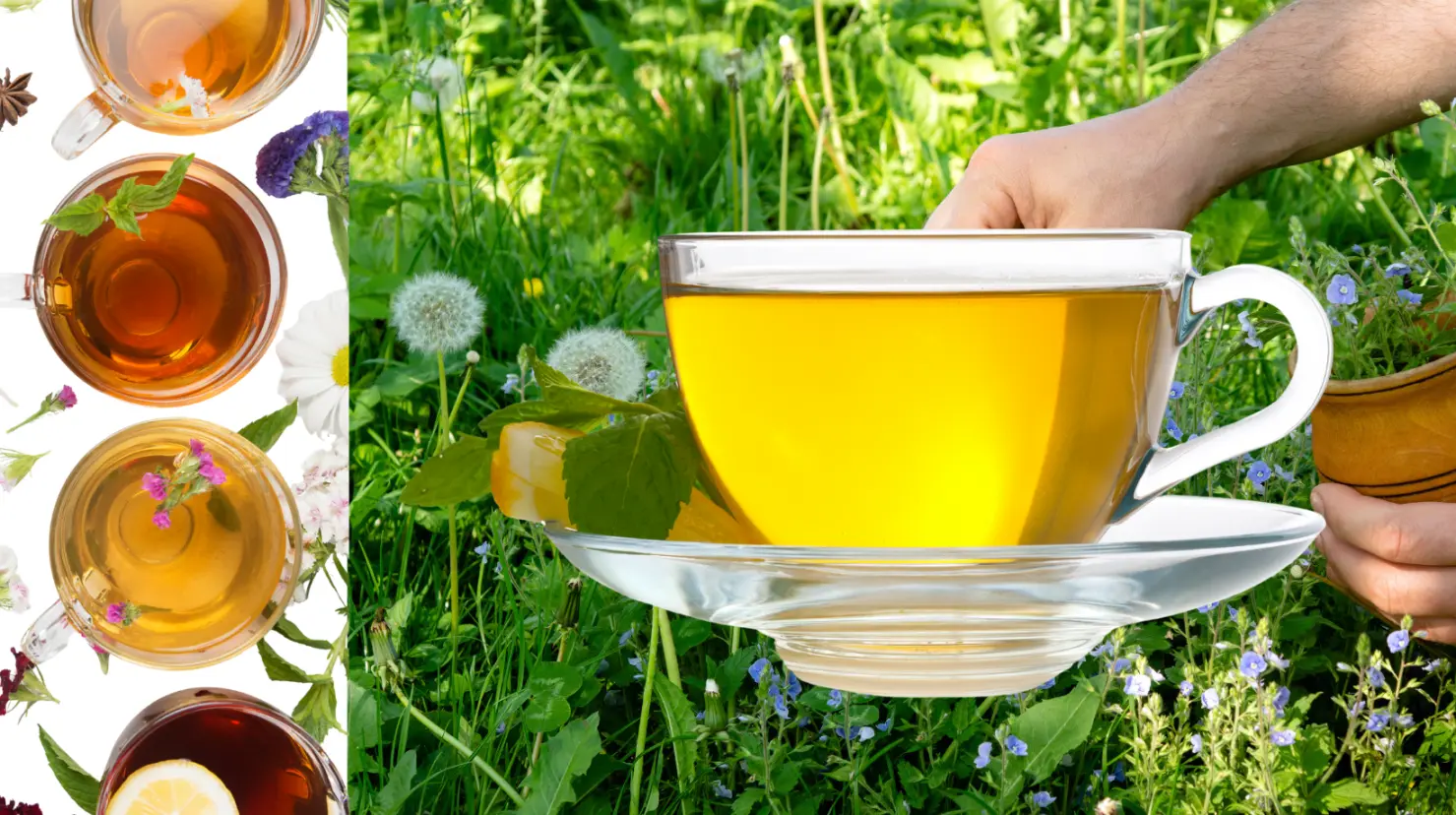 Esta planta comestible limpia los riñones y combate el hígado graso. Foto: Canva.