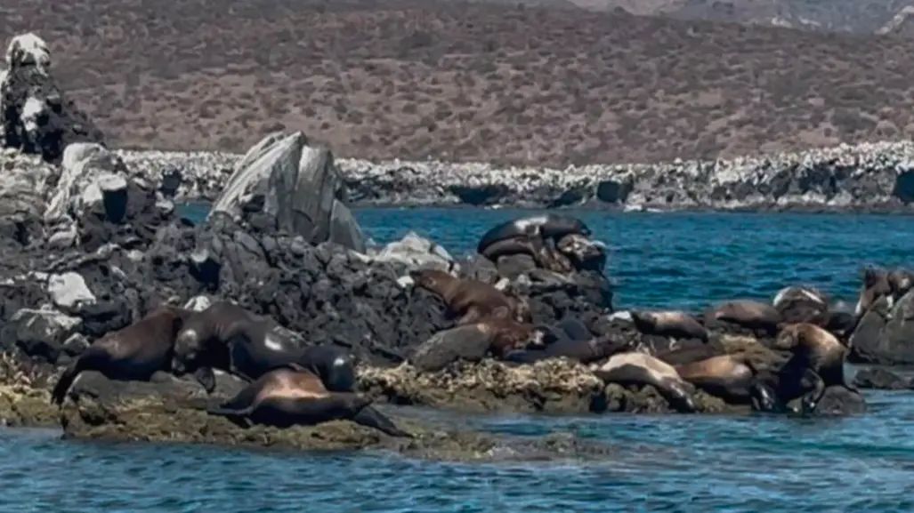 San Rafaelito, el islote donde conviven turistas y lobos marinos en La Paz