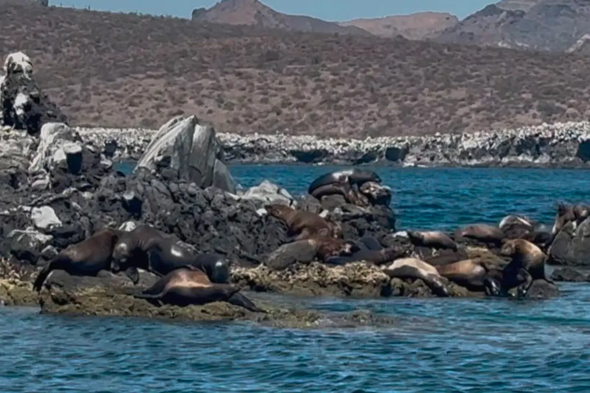 San Rafaelito es un santuario para los lobos marinos en las costas de La Paz. Foto: Rocío Casas.