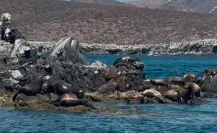 San Rafaelito, el islote donde conviven turistas y lobos marinos en La Paz
