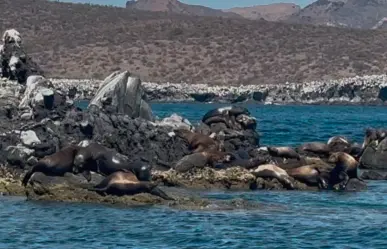 San Rafaelito, el islote donde conviven turistas y lobos marinos en La Paz