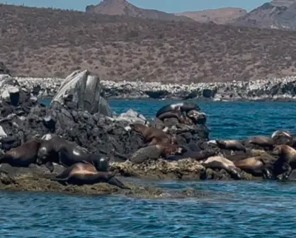 San Rafaelito, el islote donde conviven turistas y lobos marinos en La Paz