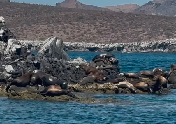 San Rafaelito, el islote donde conviven turistas y lobos marinos en La Paz
