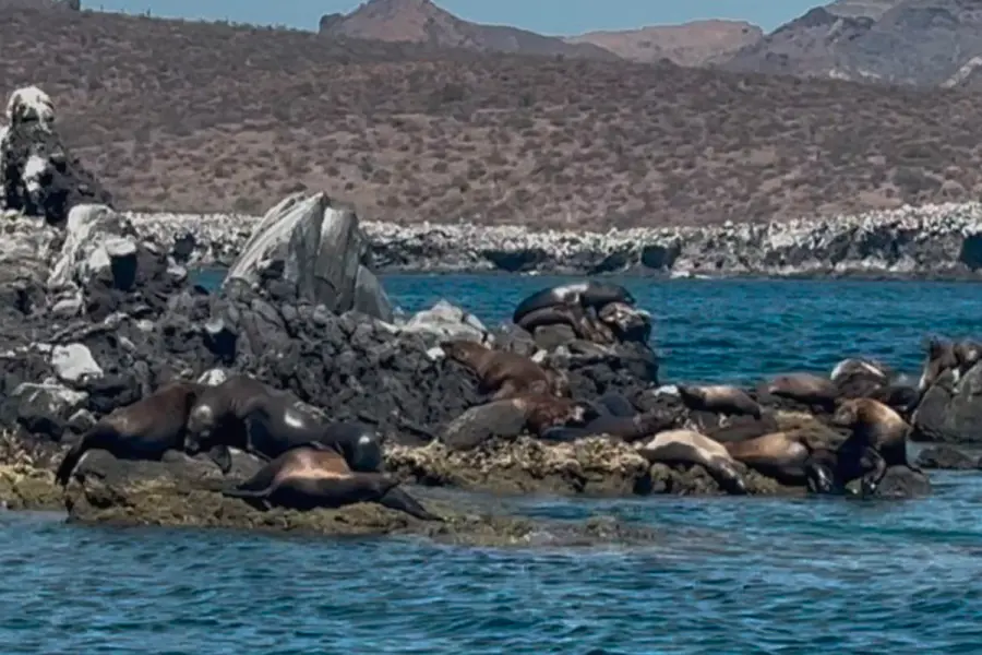 San Rafaelito, el islote donde conviven turistas y lobos marinos en La Paz