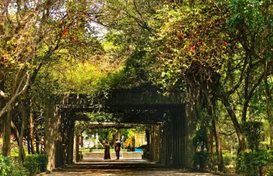 Este rincón tranquilo en Coyoacán dedicado a Frida Kahlo es ideal para leer bajo los árboles