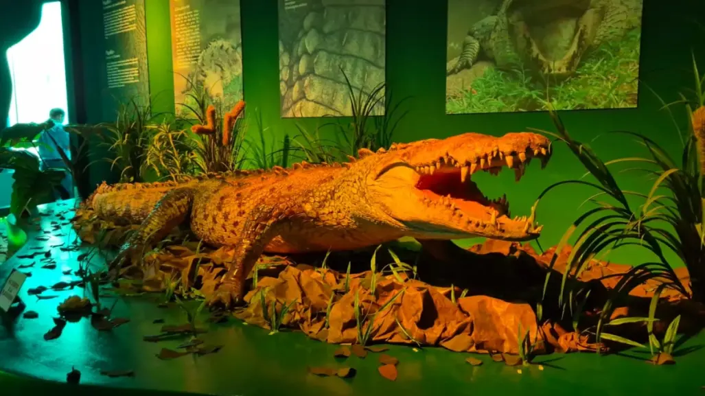 ¿Quién es Papillón? El cocodrilo más grande de México que escapó varias veces de un zoológico