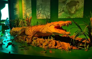 ¿Quién es Papillón? El cocodrilo más grande de México que escapó varias veces de un zoológico