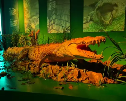¿Quién es Papillón? El cocodrilo más grande de México que escapó varias veces de un zoológico