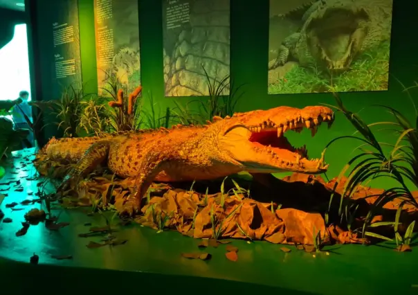¿Quién es Papillón? El cocodrilo más grande de México que escapó varias veces de un zoológico