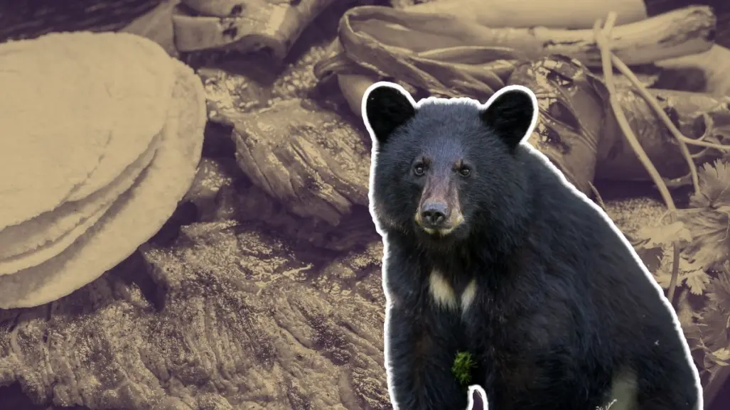 ¿Quién se robó la carne asada? Oso se lleva la cena de una familia en Bustamante