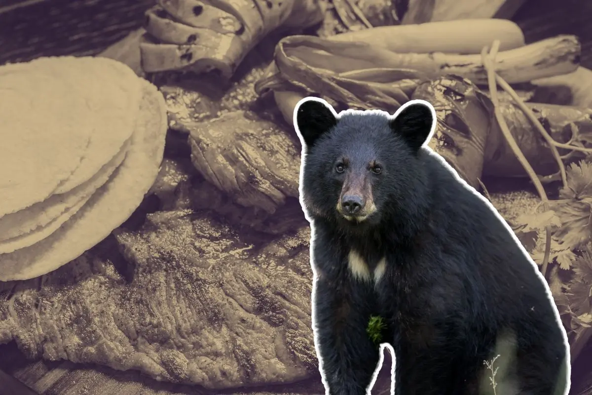 Oso sorprende a familia y se lleva la cena en Bustamante. Foto: CANVA