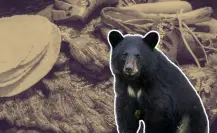 ¿Quién se robó la carne asada? Oso se lleva la cena de una familia en Bustamante
