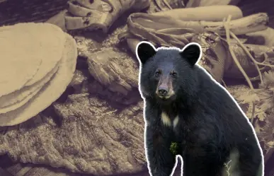 ¿Quién se robó la carne asada? Oso se lleva la cena de una familia en Bustamante