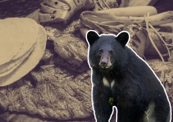 ¿Quién se robó la carne asada? Oso se lleva la cena de una familia en Bustamante