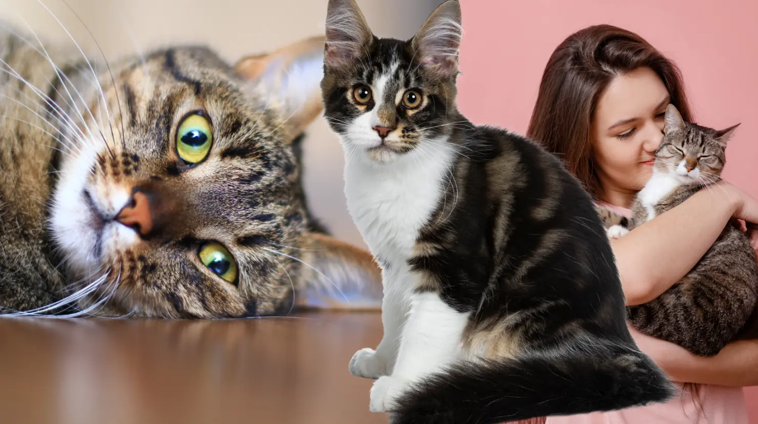 ¿Te gustan los michis? 3 beneficios de tener un gato como mascota. Foto: Canva.