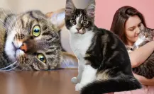¿Te gustan los michis? 3 beneficios de tener un gato como mascota