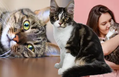 ¿Te gustan los michis? 3 beneficios de tener un gato como mascota