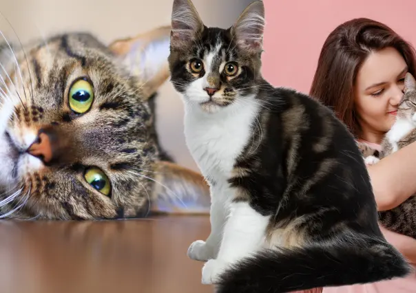 ¿Te gustan los michis? 3 beneficios de tener un gato como mascota