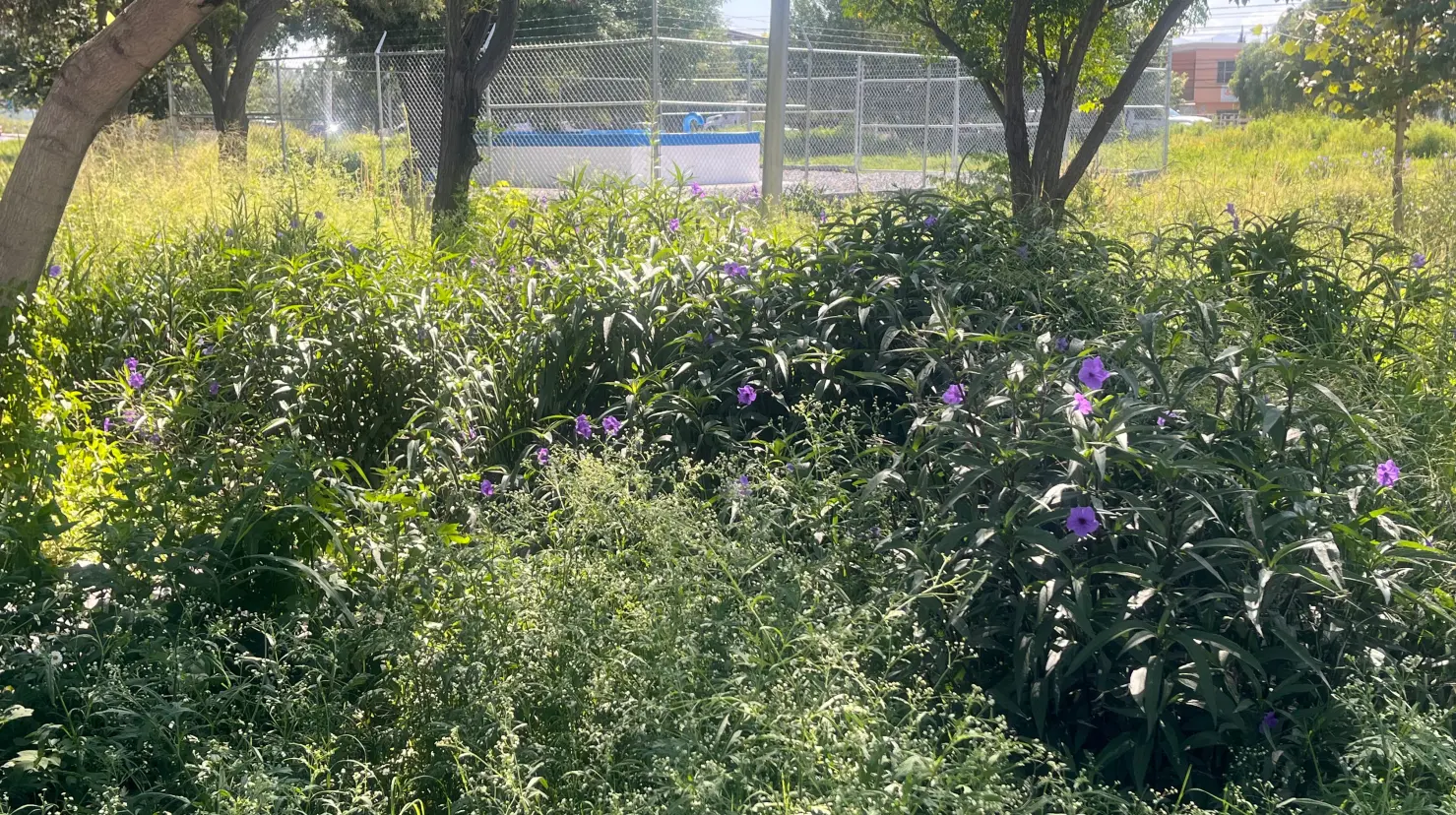 El Jardín de Lluvia de la colonia Brisas Poniente en Saltillo prometía ser una solución innovadora para la gestión del agua pluvial. (Fotografía: Leslie Delgado)