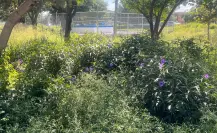 El Jardín de Lluvia de Brisas Poniente en Saltillo: ¿Un proyecto olvidado?