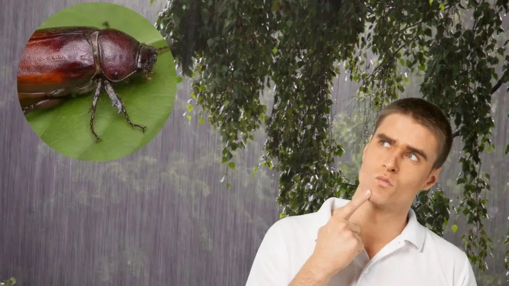 ¿Dónde van los cuclines cuando terminan las lluvias?