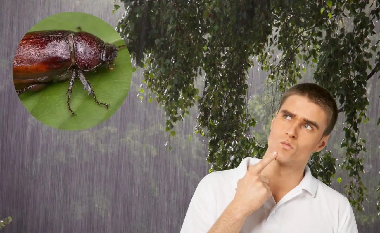 ¿Qué son los cuclines y por qué aparecen en temporada de lluvias? Foto: Canva