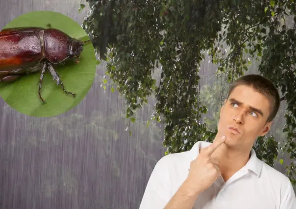 ¿Dónde van los cuclines cuando terminan las lluvias?