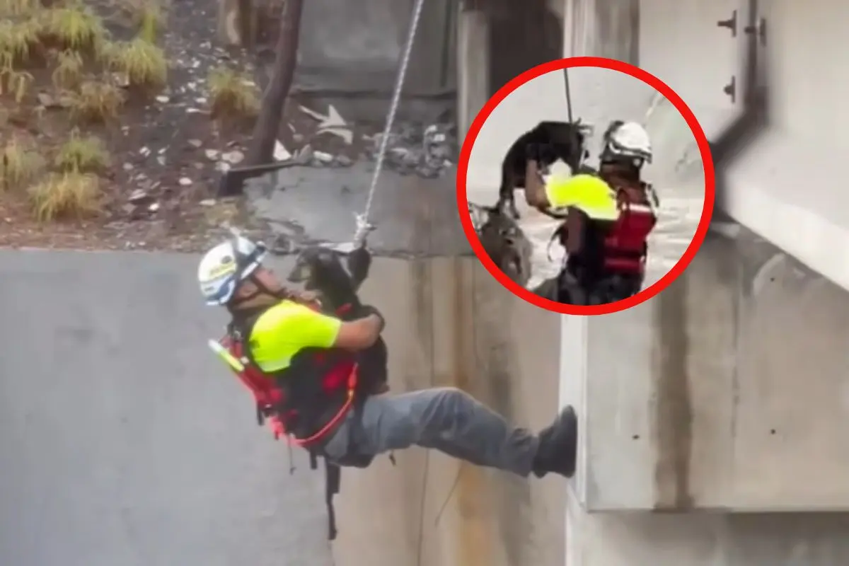 Rescate de perrito Foto: PCNL