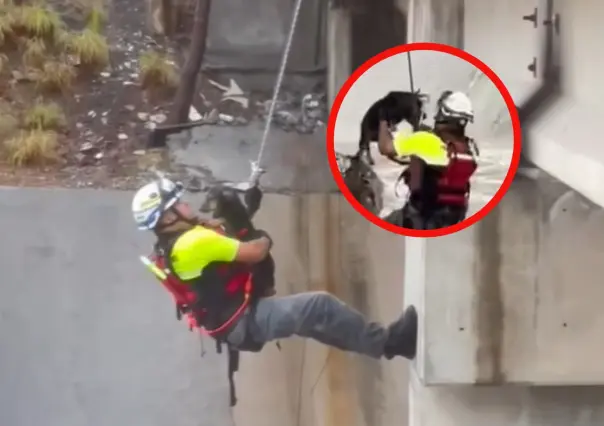 Acto heroico: perrito es salvado de ahogarse en arroyo El Obispo I VIDEO